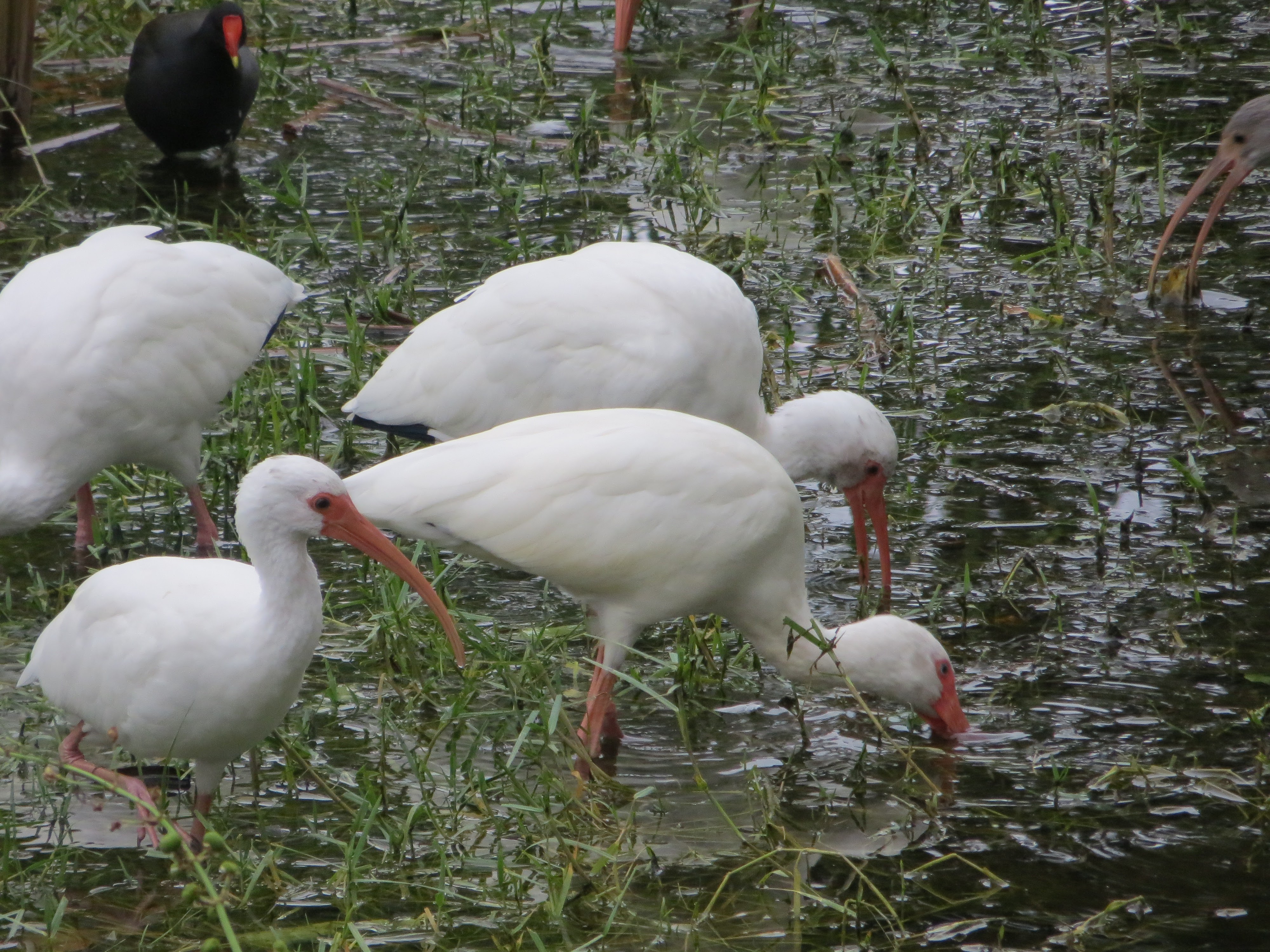 American White Ibis feeding in a wetland
