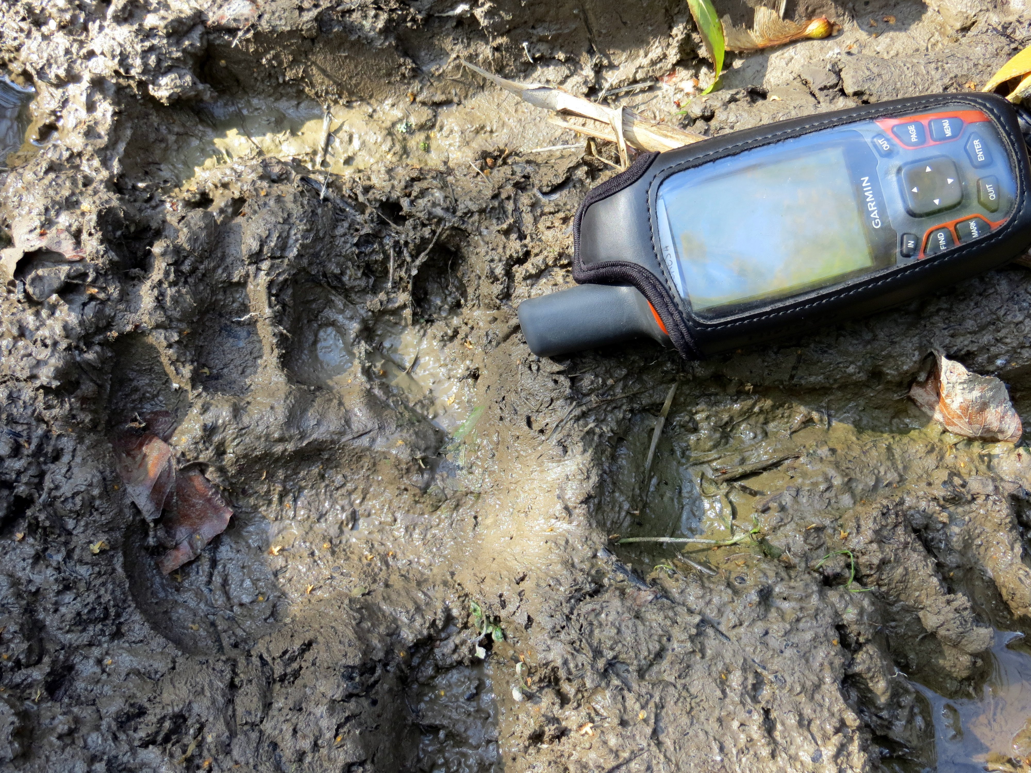 A bear print in mud with a GPS device for scale