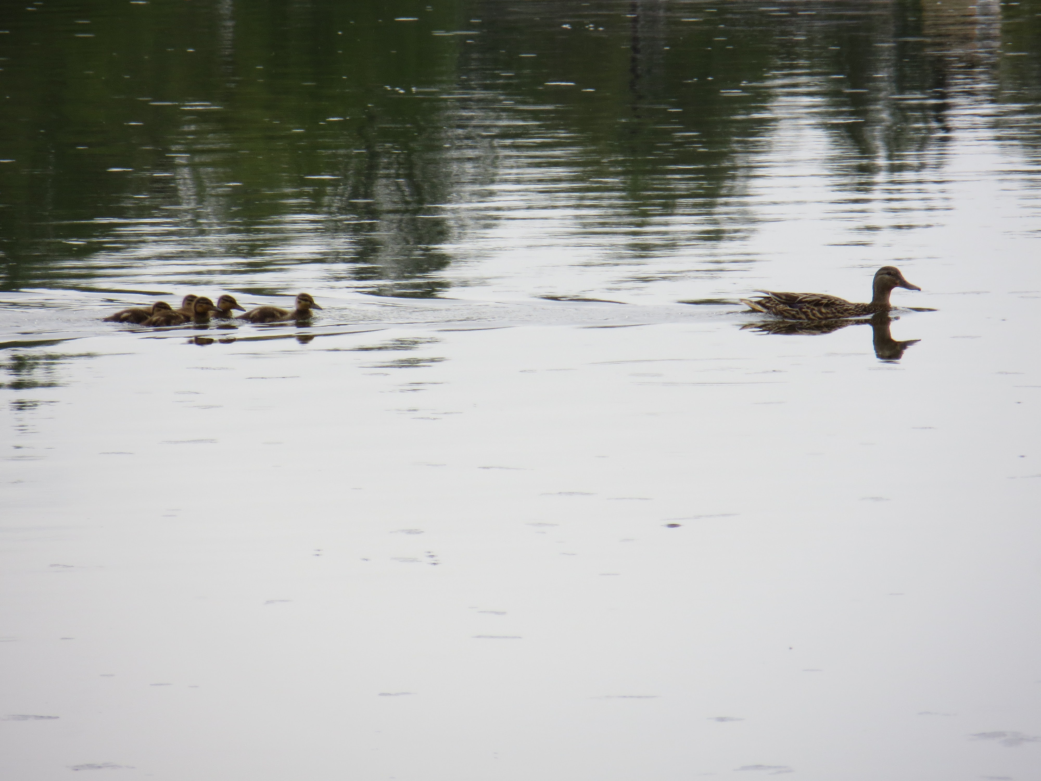 A duck family swimming on a lake