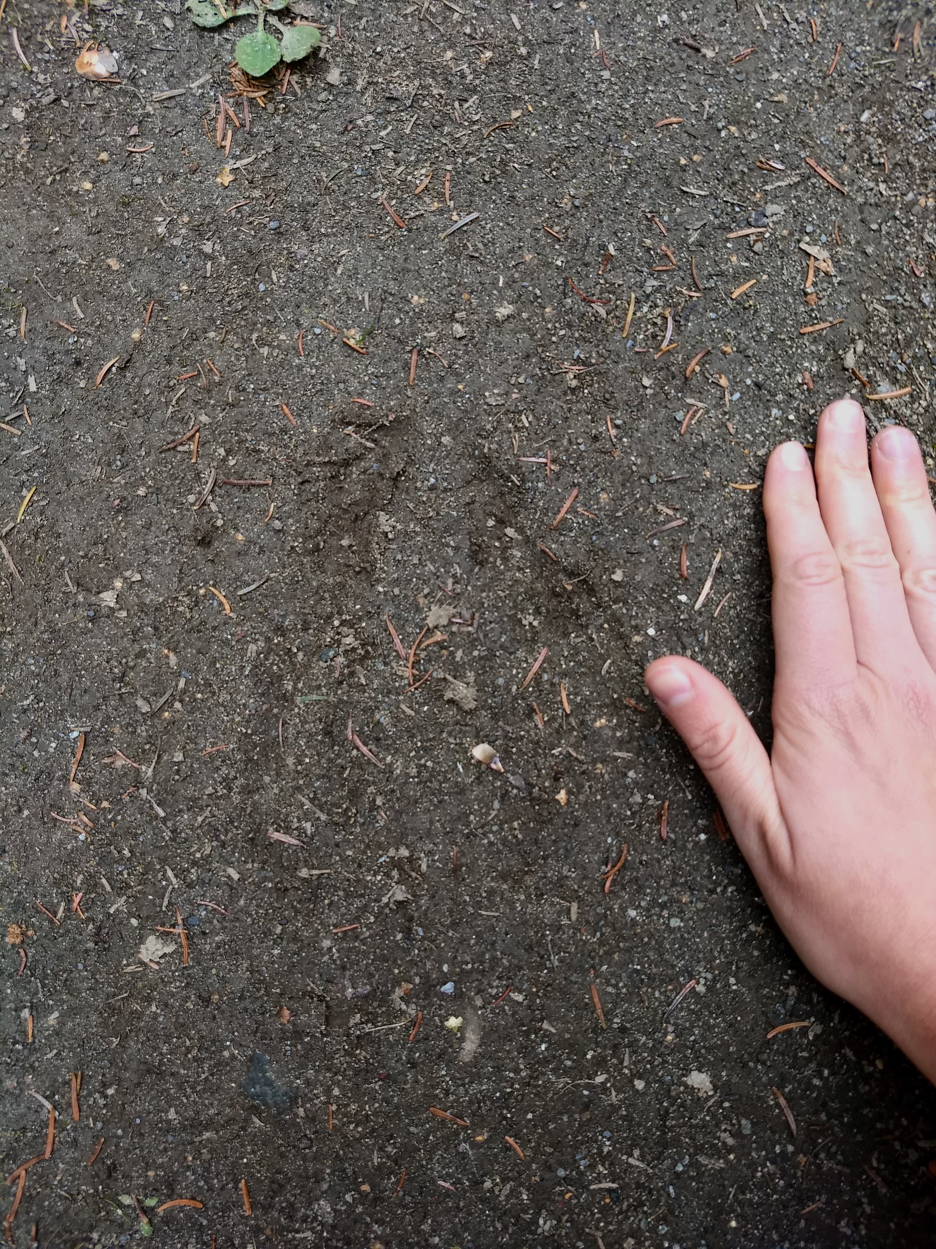 A moose track in dirt with a hand for scale