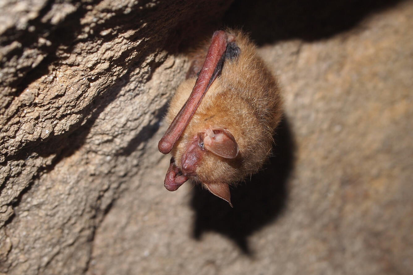 A tricolored bat hanging in a cave