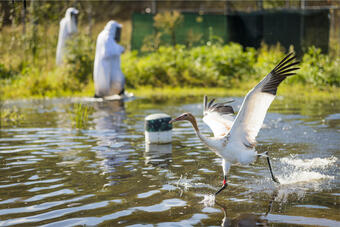 a whooping crane takes off over water